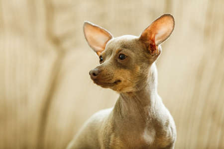 Little pinscher ratter prazsky krysarik purebreed small dog sitting relaxing and chilling at home.の写真素材