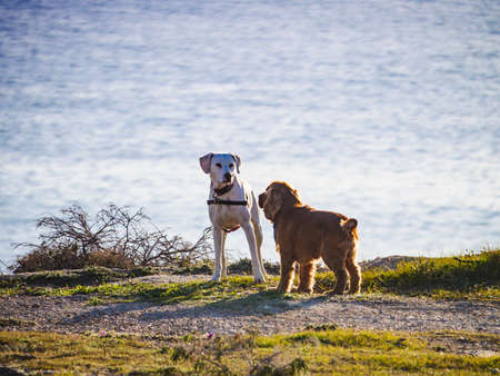 Two dogs playing outdoor. Animals and pets
