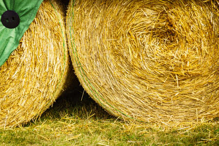 Agriculture and harvesting. Close up of cereal bale of hay outdoorsの写真素材