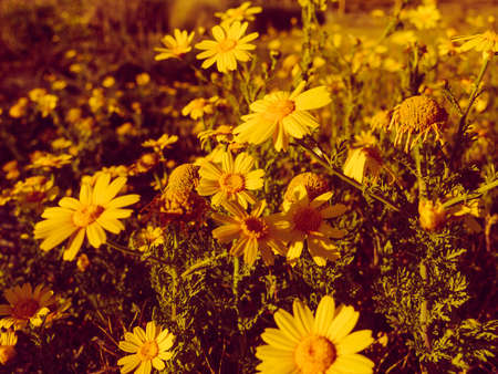 Yellow flowers on mediterranean coast, sunny day in summerの写真素材