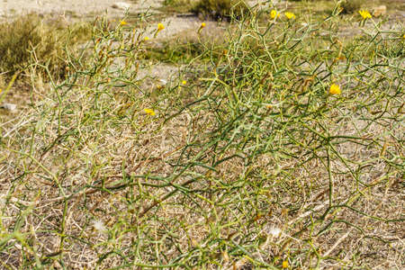 Mediterranean plant bush with yellow flowers