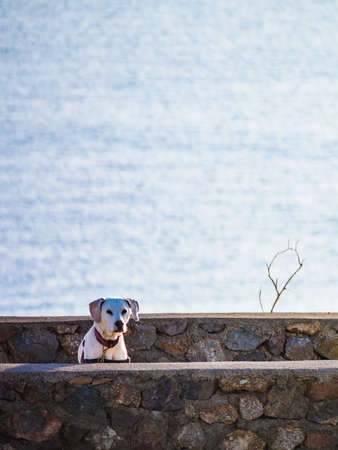 Dog playing outdoor. Animals and pets
