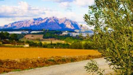 Olive tree and Montserrat mountain range in the distance. Barcelona Catalonia Spain.の写真素材