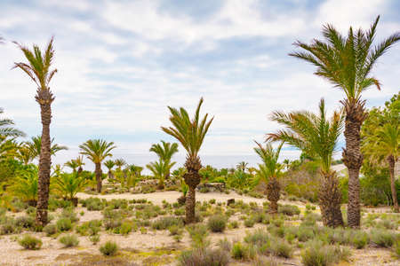 Palm trees against and sea coast. Nature, coastal mediterranean landscape in Almeria Spain.
