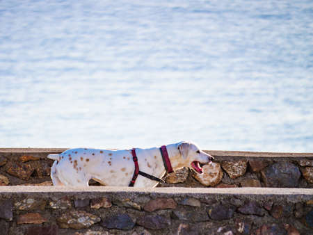 Dog playing outdoor. Animals and pets