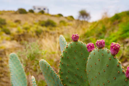 Cactus plants with pink flowers and caravan on hill in the distance. Holidays on mediterranean spanish coast.の写真素材