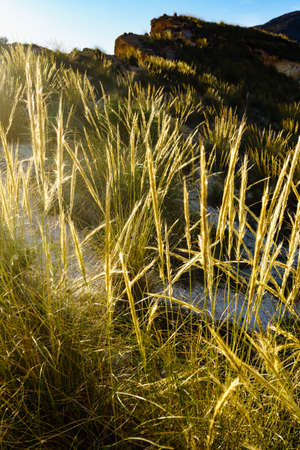 Grass against mountains nature, calm landscape at evening