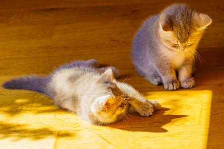 Two gray british cats, cute kittens playing at homeの写真素材