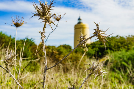 Dry plant and Carbonera lighthouse in the distance. Punta Mala, La Alcaidesa, Spain. Lantern overlooks the Strait of Gibraltar. Focus on plants.の写真素材