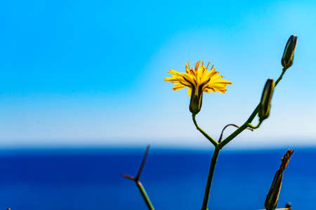 Flowers on mediterranean coast. Plants against blue sea water. Sunny day in spring time