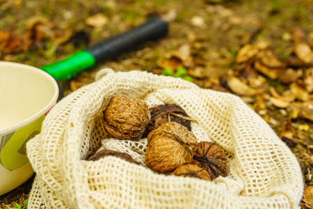 Walnut in burlap sack. Healthy food full of omega 3 fatty acids, organic nutrition.