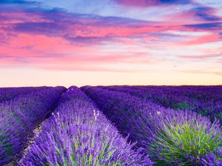 Lavender field at sunset. Valensole plateau, Provence in France. Travel region.の写真素材
