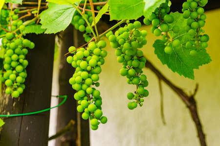 Green vine grapes on tree growing in the garden.の写真素材