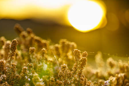 Flower plant in cobwebs against meadow field bokeh background, morning sunrise light. Nature in spring or autumn time.の写真素材
