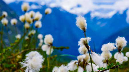 White flowers and mountains. Norway landscape. Norwegian national tourist scenic route Gamle...