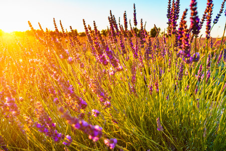 Lavender flowers on field at sunset light. Selective focus on blooms. Provence in France.