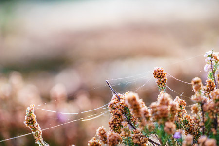 Flower plant in cobwebs against meadow field bokeh background, morning time. Nature in spring or autumn season.の写真素材