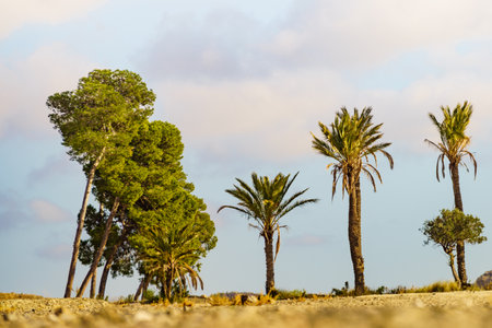 Landscape with palm trees in Sierra Alhamilla mountain range, Spain.の写真素材
