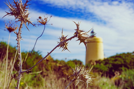 Dry plant and Carbonera lighthouse in the distance. Punta Mala, La Alcaidesa, Spain. Lantern overlooks the Strait of Gibraltar. Focus on plants.の写真素材