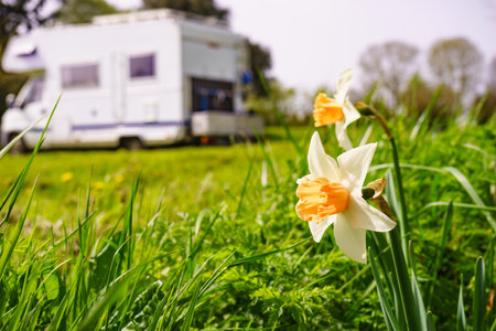 Yellow spring daffodil flower and camper vehicle camping on nature in the distance. caravan trip.の写真素材