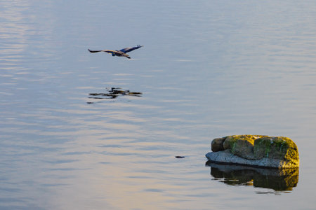 Gray heron flying over lake water. Wildlife, birds in natural environmentの写真素材