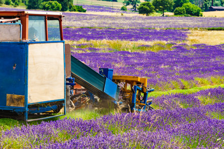 Tractor working on lavender fields. Harvesting of ripened crop in France.の写真素材