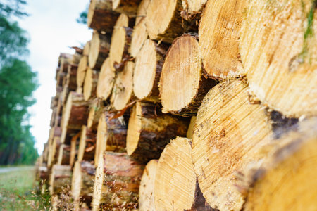 Timber logging in the forest. Freshly cut tree wooden logs piled up. Wood storage for industry.の写真素材