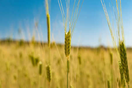 Sunny gold wheat straws. agricultural fieldの写真素材