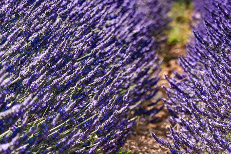 Lavender fields in bloom in Provence, France. Flowering season. Attraction trip for french vacation.の写真素材