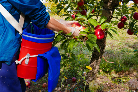 Person picking apple fruits in orchard, using bucket with strap. Harvesting in autumn time. Fruit plantation in France.の写真素材