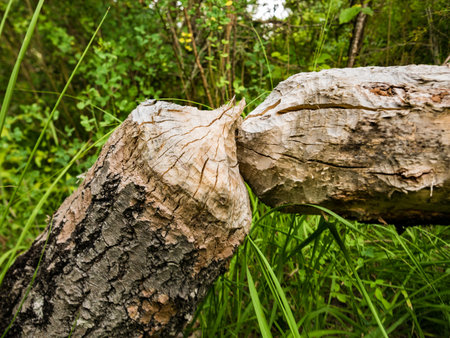 Tree trunk felled by beavers next to lake. beaver damage.の写真素材