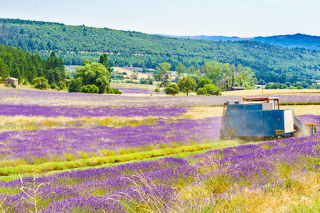 Tractor working on lavender fields. Harvesting of ripened crop in France.の写真素材