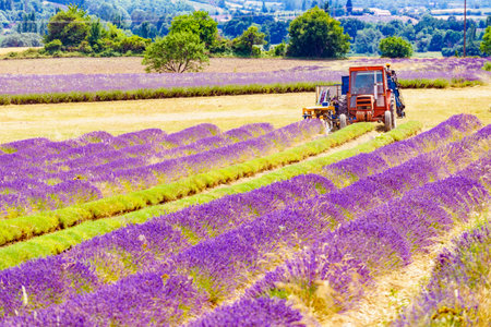 Tractor working on lavender fields. Harvesting lavandin plant in Provance France.の写真素材