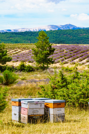 Bee hives at lavender field. Honey beehives outdoors on nature, Provence France. Beekeeping or apiculture. Baronnies Provencales Regional Nature Park in France.の写真素材