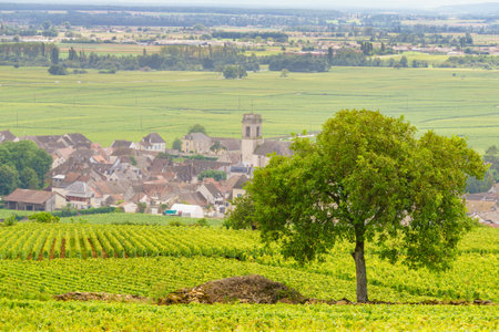 Summer vineyards landscape and village Pommard. Burgundy road. Cote de Beaune, Cote d'Or, France.の写真素材