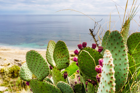 Cactus plants with pink flowers, succulent outdoors on mediterranean spanish sea coastの写真素材