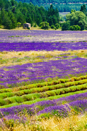 French landscape with blooming lavender fields. Flowering season. Attraction trip for french vacation.の写真素材
