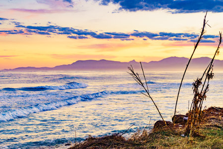 Sea shore with beach plant, seaside landscape.の写真素材