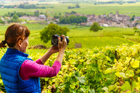 Tourist woman visiting vineyard region, Pommard in Burgundy, Cote de Beaune, Cote d'Or, France. Woman with camera taking travel photo. trip attractionsの写真素材