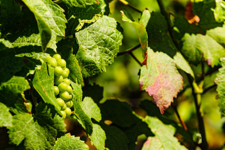 Green vine grapes on tree growing in vineyardの写真素材