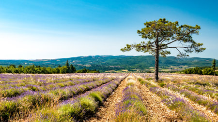French landscape with blooming lavender fields and mountains in distance. Puimoisson region, Plateau Valensole, Alpes de Haute Provence in France.の写真素材