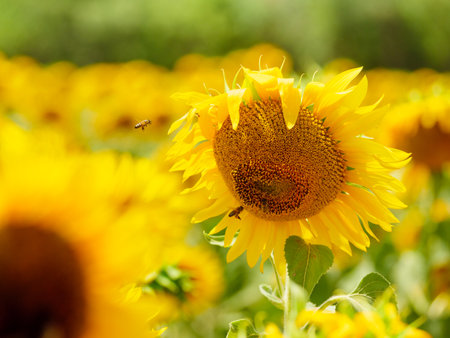 Blooming yellow sunflower and honey bee on flower collecting pollen. Provence in France.の写真素材