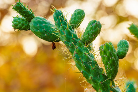 Detail of cactus, succulent plant. Mediterranean natureの写真素材