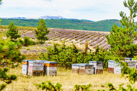 Bee hives at lavender field. Honey beehives outdoors on nature, Provence France. Beekeeping or apiculture. Baronnies Provencales Regional Nature Park in France.の写真素材
