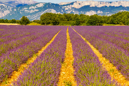 French landscape with blooming lavender fields and mountains in the distance. Flowering season. Attraction trip for french vacation.の写真素材