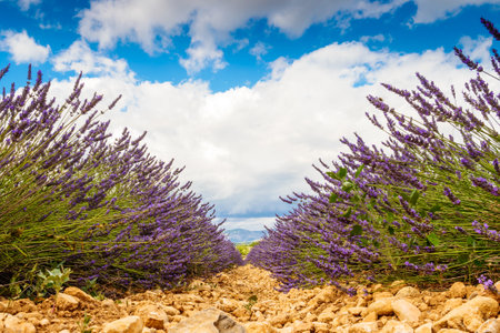 Lavender flowers on field and clouds on blue sky. Provence landscape in France.の写真素材