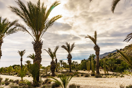 Palm trees and cactus on sea coast. Nature, coastal mediterranean landscape in Almeria Spain.の写真素材