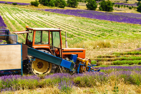 Tractor working on lavender fields. Harvesting lavandin plant in Provance France.の写真素材