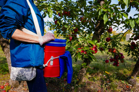 Person picking apple fruits in orchard, using bucket with strap. Harvesting in autumn time. Fruit plantation in France.の写真素材