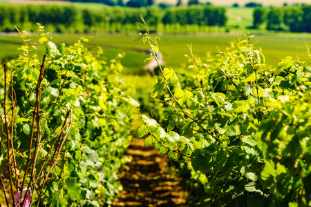 Green vineyards landscape in Pommard wine region, Bourgogne-Franche-Comte in eastern France. Route des Grands Crus.の写真素材
